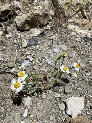 Layia glandulosa