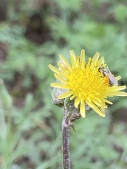 Halictus tripartitus