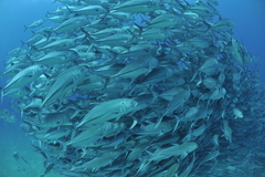 Caranx sexfasciatus