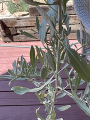 Atriplex canescens