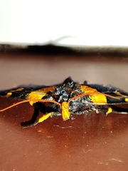 Egybolis vaillantina