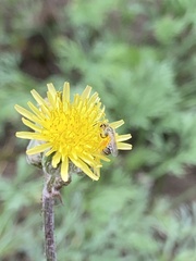 Halictus tripartitus