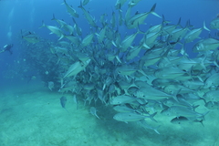 Caranx sexfasciatus