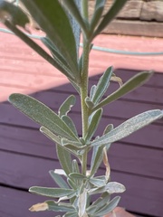 Atriplex canescens