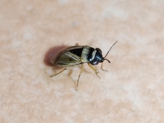 Geocoris