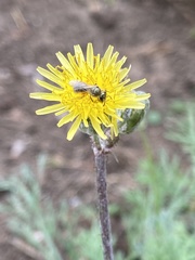 Halictus tripartitus