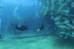 Caranx sexfasciatus
