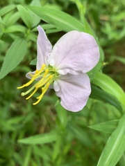 Rhexia mariana