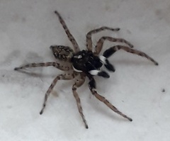 Menemerus semilimbatus