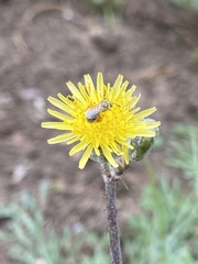 Halictus tripartitus