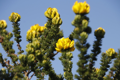 Image of Aspalathus capitata by (c) Tony Rebelo, some rights reserved (CC BY-SA)