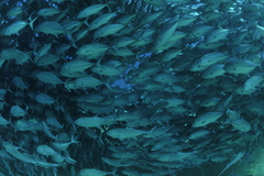 Caranx sexfasciatus