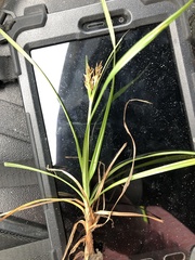 Cyperus esculentus
