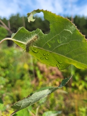 Noctuoidea