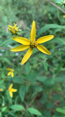 Coreopsis major