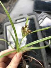 Cyperus esculentus