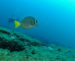 Prionurus laticlavius