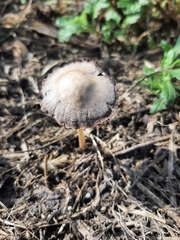 Rhodocybe