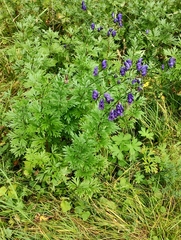 Aconitum napellus