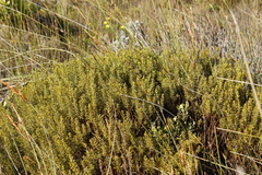 Cyclopia genistoides