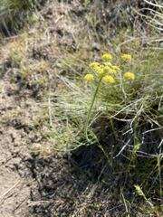 Lomatium triternatum