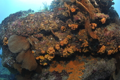 Tubastraea coccinea