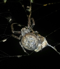 Larinioides ixobolus