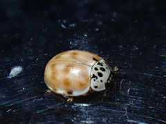 Harmonia quadripunctata