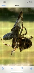 Araneus diadematus