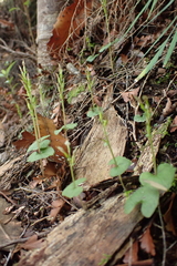 Acianthus sinclairii