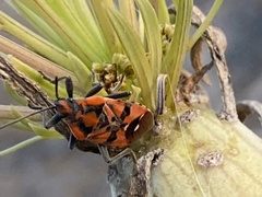 Spilostethus pandurus