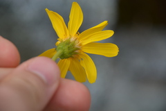 Arnica