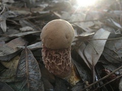 Aureoboletus russellii