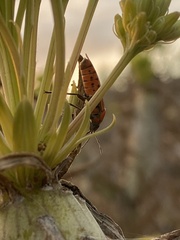 Spilostethus pandurus