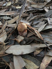 Aureoboletus russellii