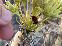 Spilostethus pandurus