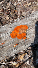 Trametes cinnabarina