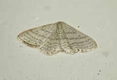 Idaea subsericeata