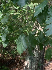 Quercus montana