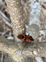 Spilostethus pandurus