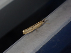 Agriphila geniculea