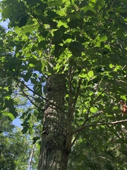 Quercus montana