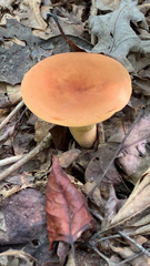 Lactifluus volemus