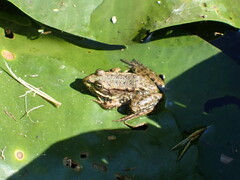 Pelophylax ridibundus