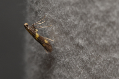 Caloptilia