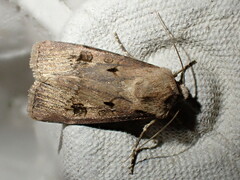 Agrotis exclamationis
