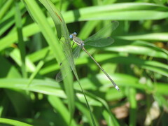 Archilestes