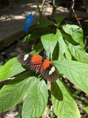 Heliconius