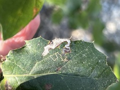 Stigmella anomalella