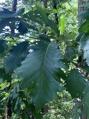 Quercus montana